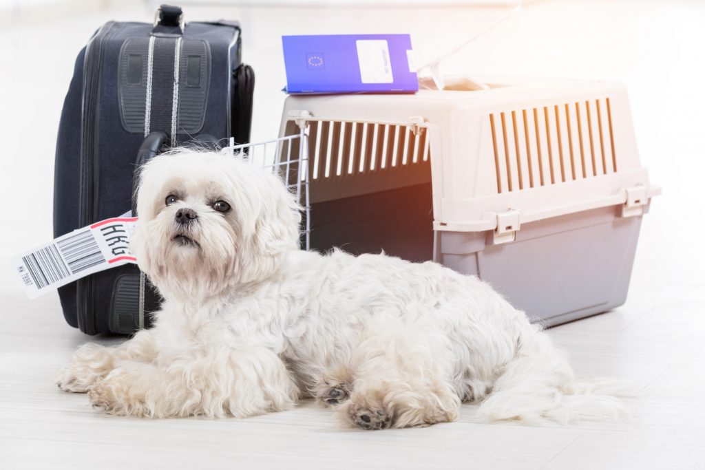 Curso de transporte de animales vivos para el personal de handling de pasajeros