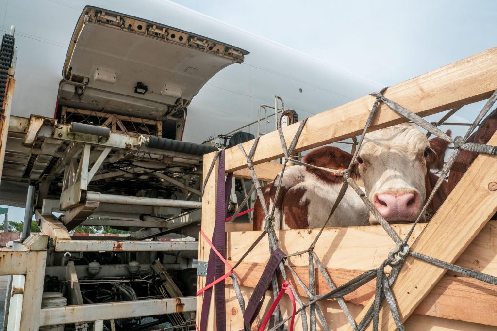 Curso de transporte de animales vivos para personal de carga